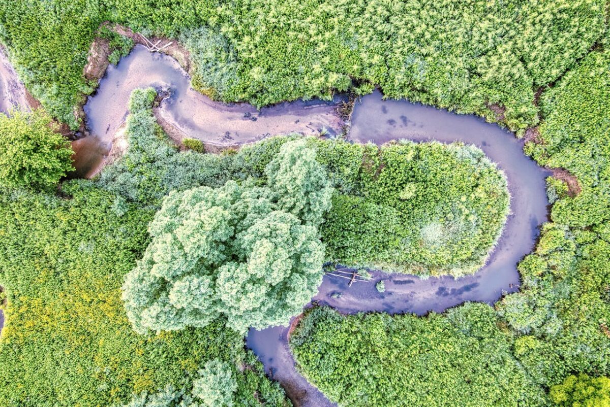 Stunning aerial shot of a winding creek surrounded by vibrant green vegetation in a Minnesota forest.